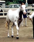 blaze98-trot.JPG (11798 bytes)